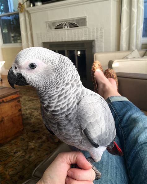 How much is an african grey parrot - They can cost anywhere from $500 to $2,500+. Popular pet store chains like Petco or PetSmart might carry surrendered African greys, but you typically wouldn’t find a …